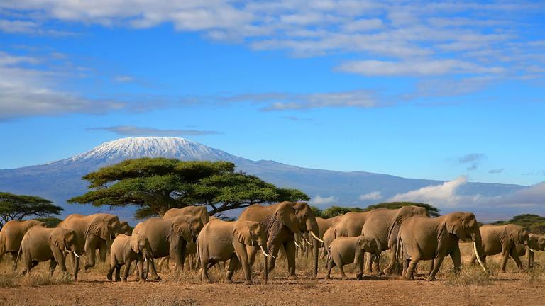 safari tsavo amboseli